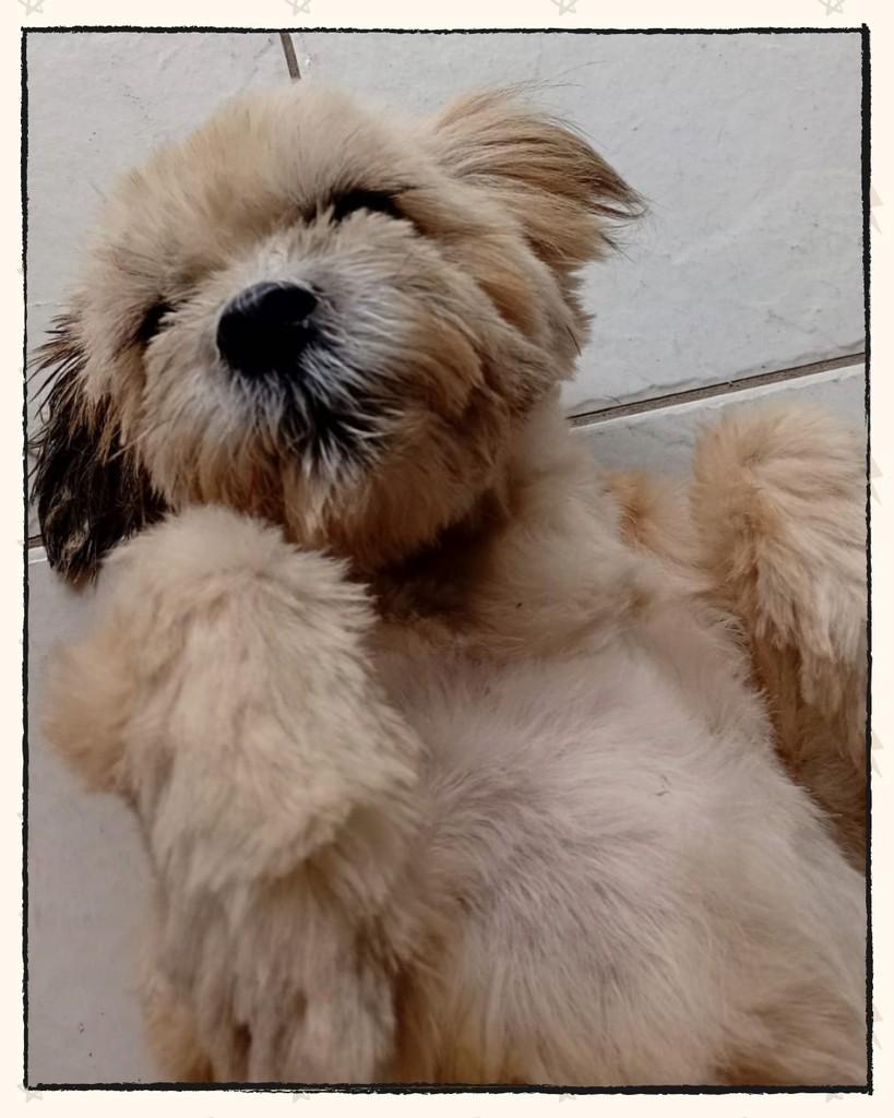 Beka, cachorro de porte médio para adoção em Joinville - SC