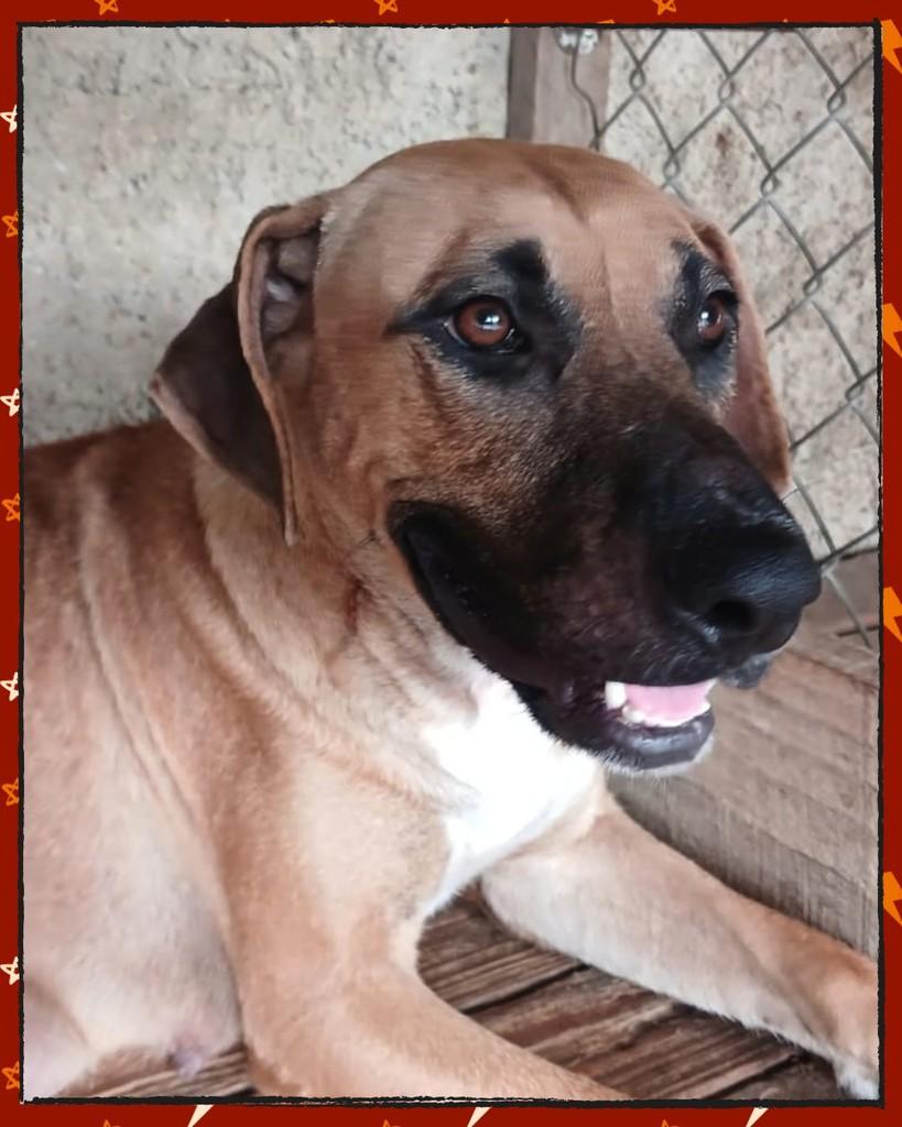 Mulan, cachorro de porte grande para adoção em Joinville - SC