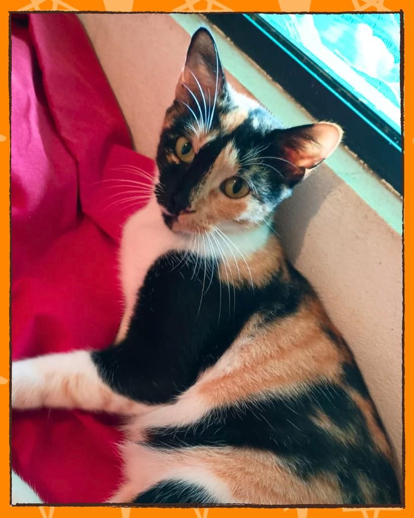 Adéli, gato de porte médio para adoção em Joinville - SC