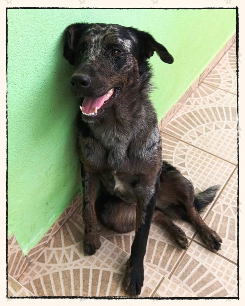 🧡𝐋𝐮𝐧𝐚, cadela de porte grande para adoção em Joinville - SC