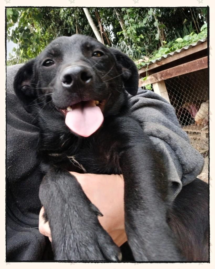 Naruto, cachorro de porte pequeno para adoção em Joinville - SC