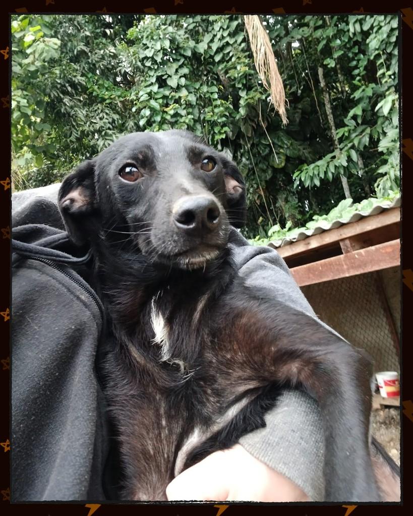 Astro Jetsons, cachorro de porte pequeno para adoção em Joinville - SC