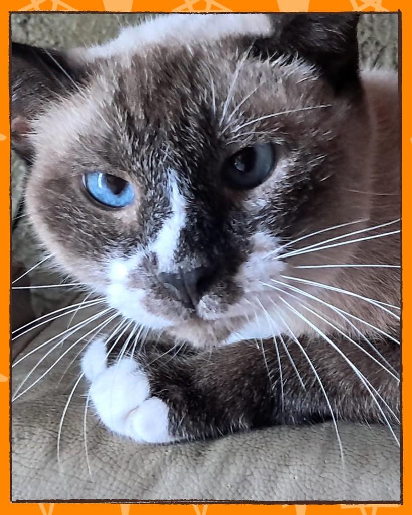 Dorothy, gato de porte pequeno para adoção em Joinville - SC
