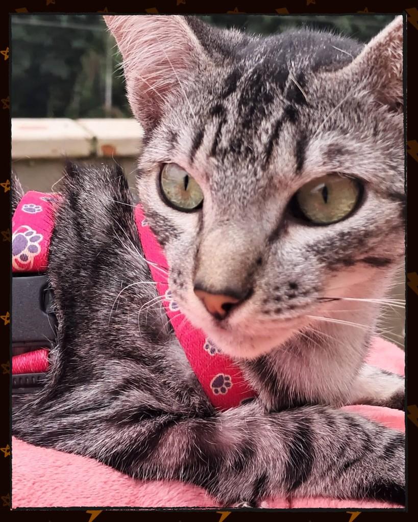 Bluey, gato de porte pequeno para adoção em Joinville - SC