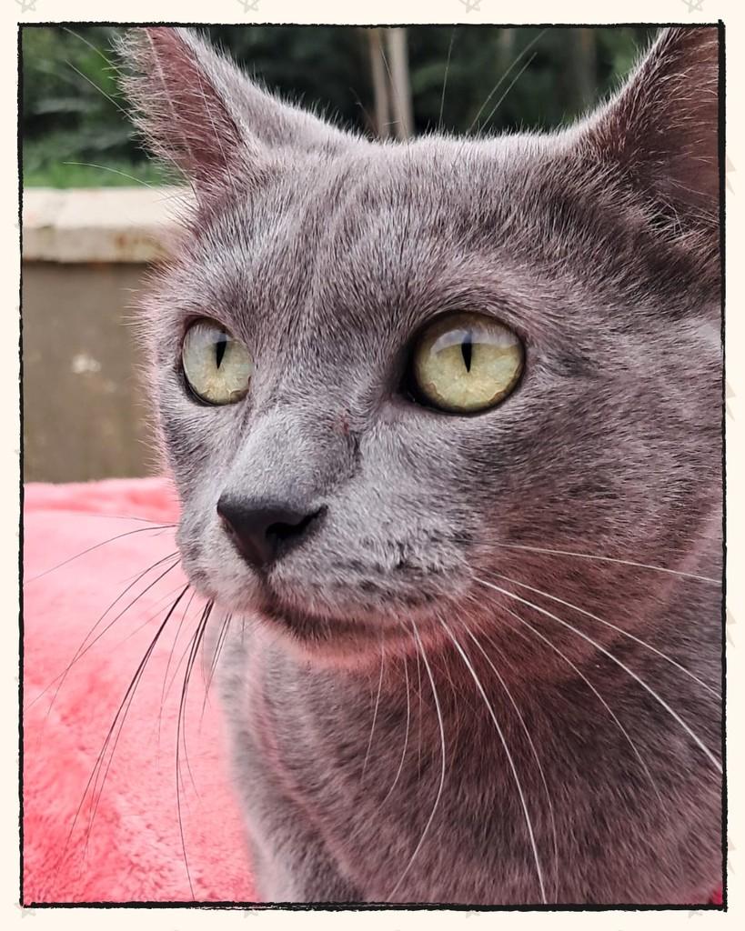 Princesa, gato de porte médio para adoção em Joinville - SC
