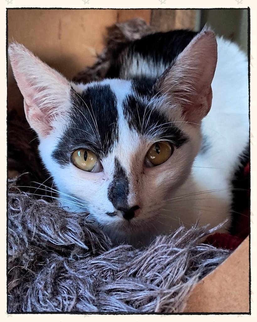 Naked, gata para adoção em Joinville - SC