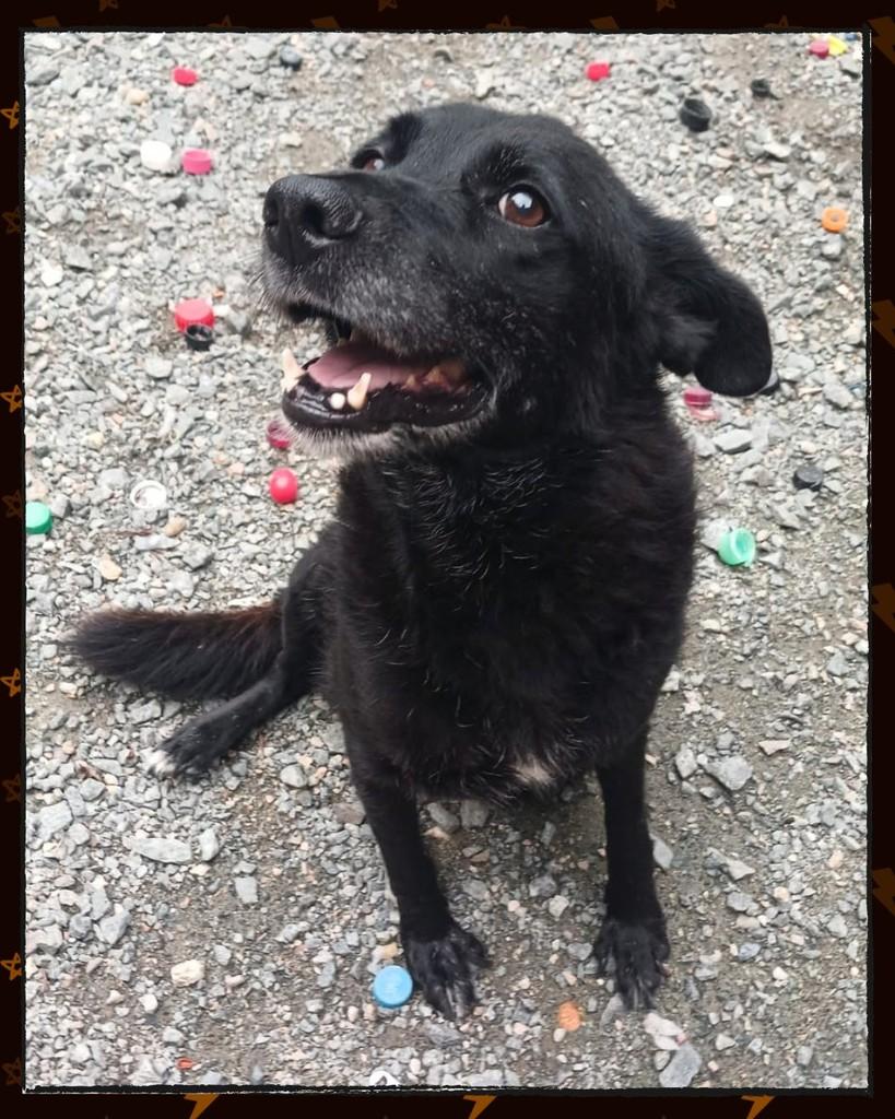 Morena, cachorro de porte médio para adoção em Joinville - SC