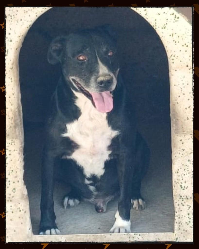 Toby, cachorro de porte grande para adoção em Joinville - SC