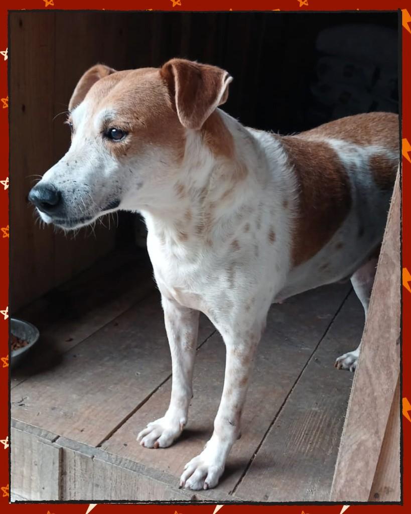 Big Big, cachorro de porte grande para adoção em Joinville - SC