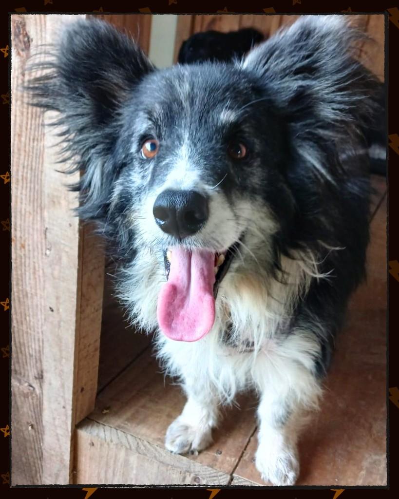 Colin, cachorro de porte médio para adoção em Joinville - SC