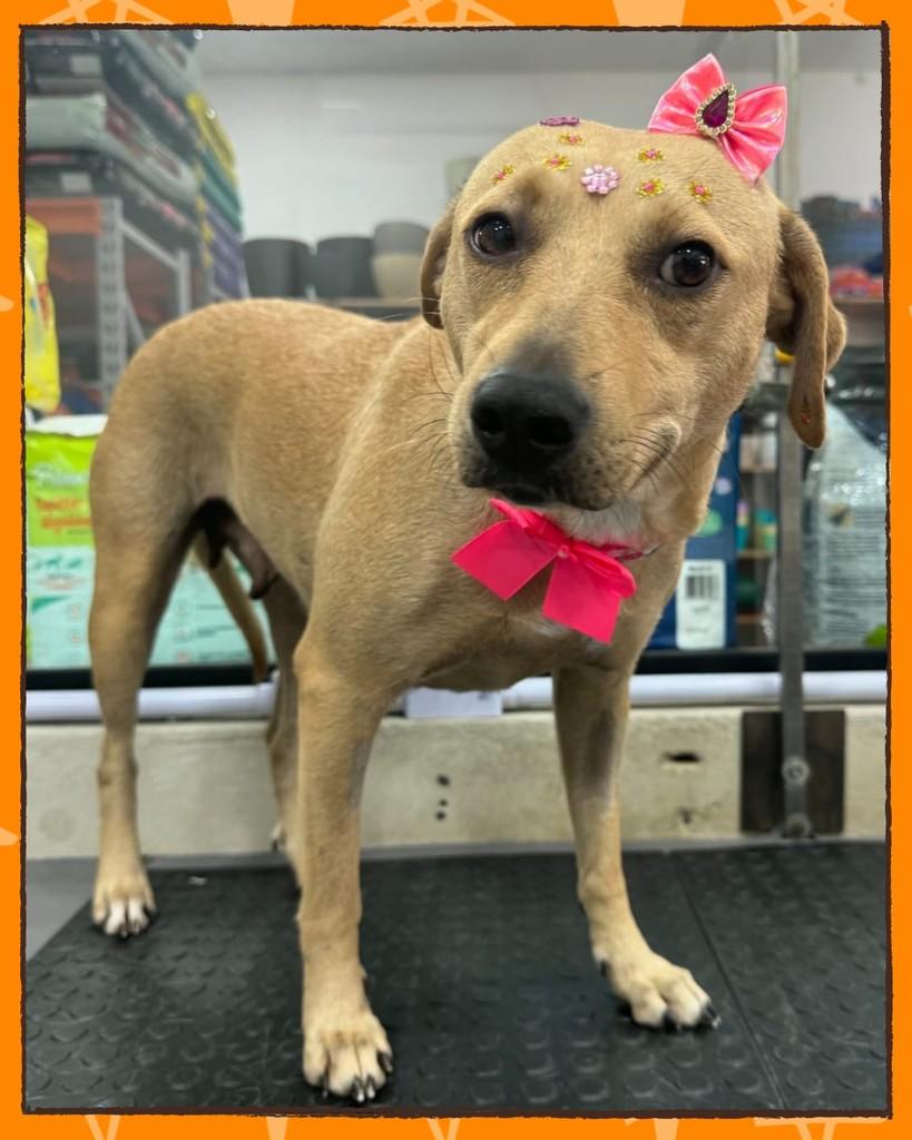 Carmela, cachorro de porte médio para adoção em Joinville - SC