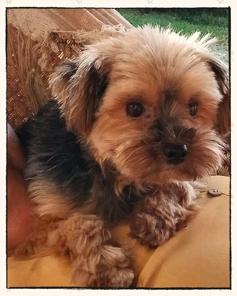 Nick, cachorro de porte pequeno para adoção em Joinville - SC