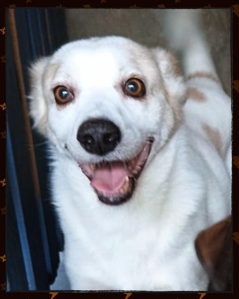 Olaf, cachorro de porte médio para adoção em Joinville - SC