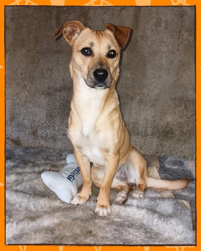 Cristal, cachorro de porte pequeno para adoção em Joinville - SC