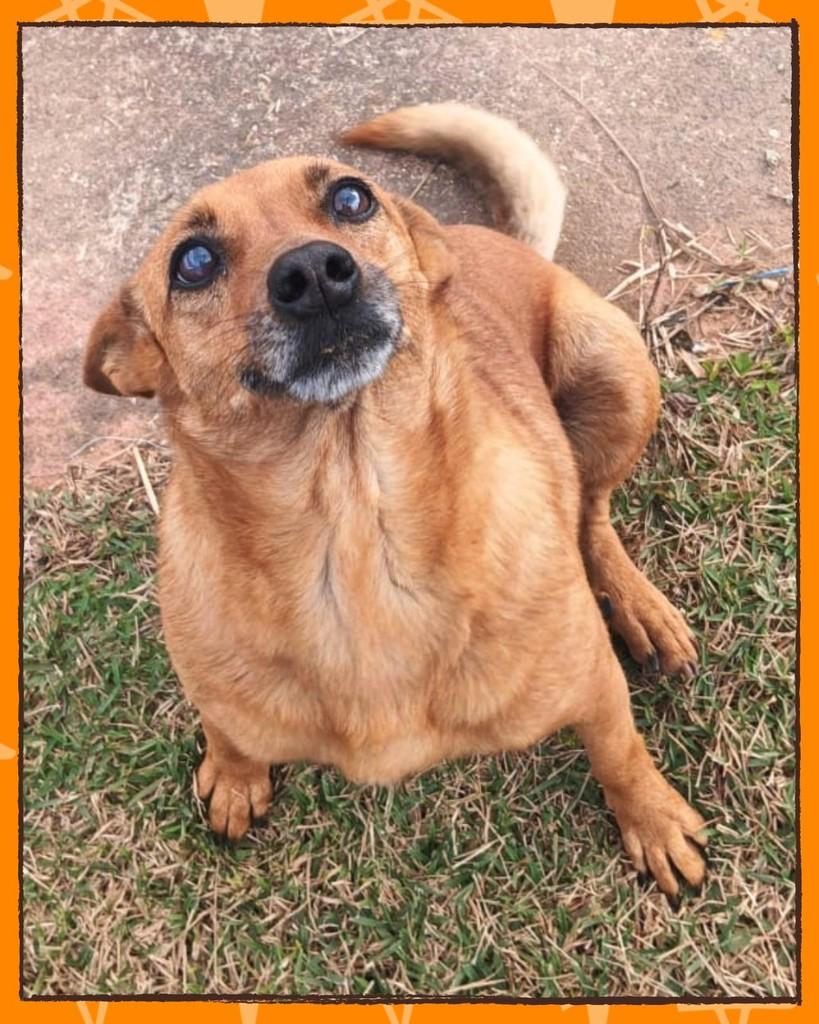 Ruby, cadela de porte médio para adoção em Joinville - SC