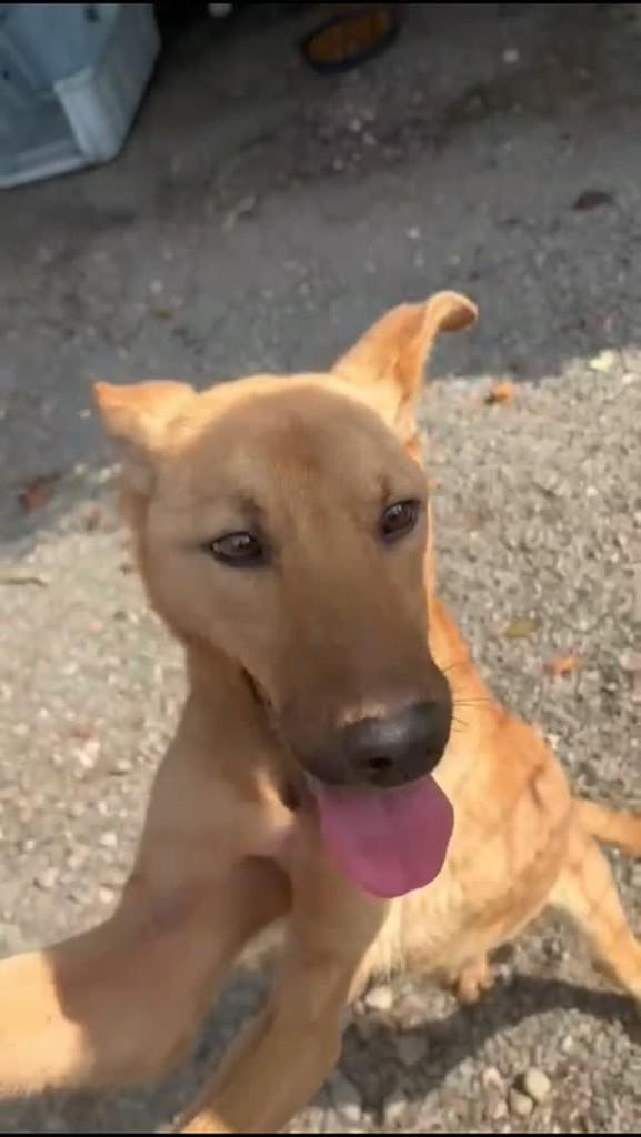Monalisa, cachorro de porte médio para adoção em Joinville - SC
