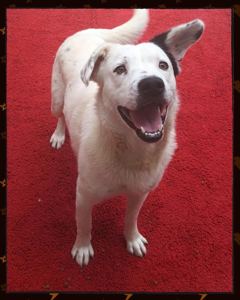 Flocus, cachorro de porte grande para adoção em Joinville - SC