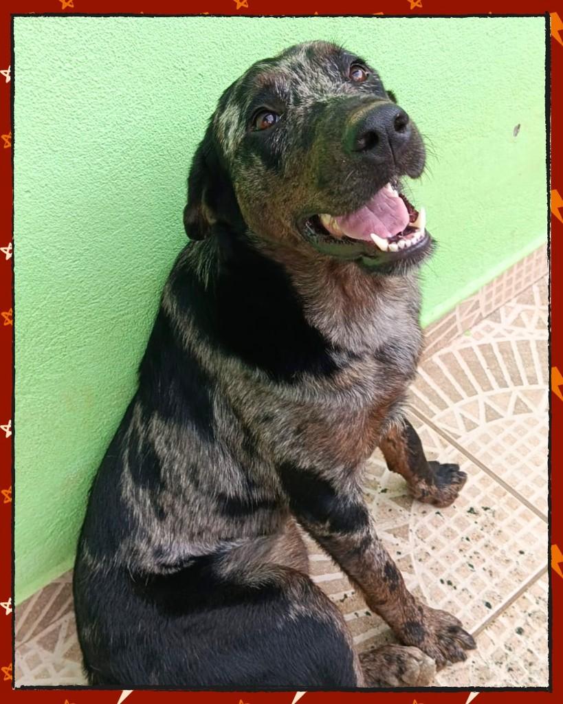 Luna, cadela de porte grande para adoção em Joinville - SC