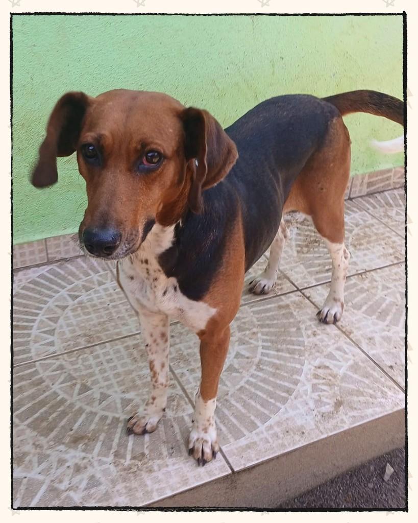 Lara, cadela de porte grande para adoção em Joinville - SC