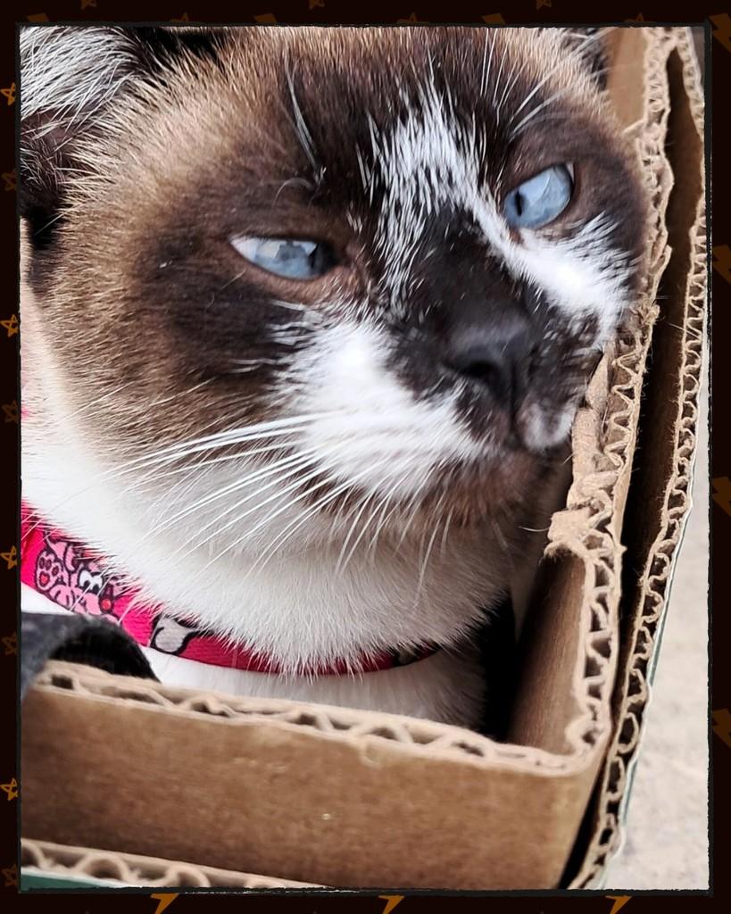 Pérola, gata de porte pequeno para adoção em Pérola - PR