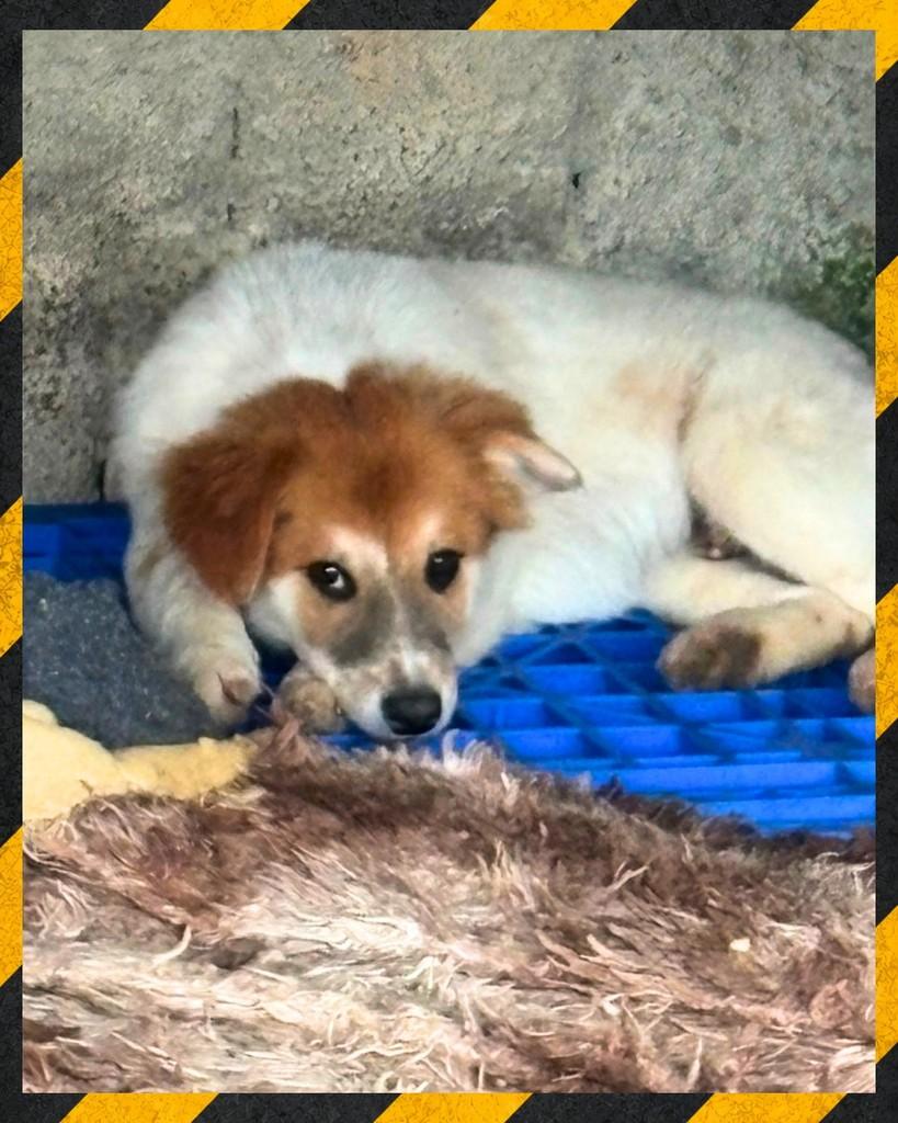 Dengoso, cachorro de porte grande para adoção em Joinville - SC