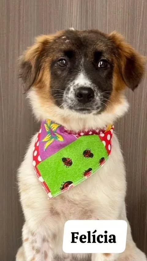 Felícia, cachorro de porte pequeno para adoção em Joinville - SC