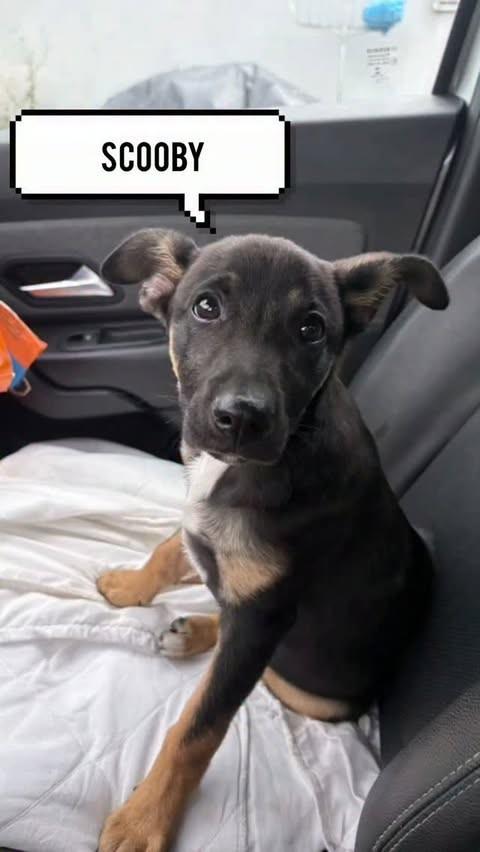 Scooby, cachorro de porte médio para adoção em Joinville - SC