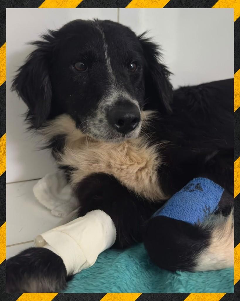 Logan, cachorro de porte médio para adoção em Joinville - SC