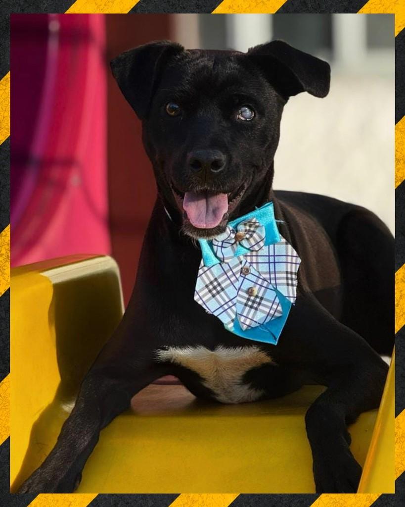 Koch, cachorro de porte médio para adoção em Joinville - SC