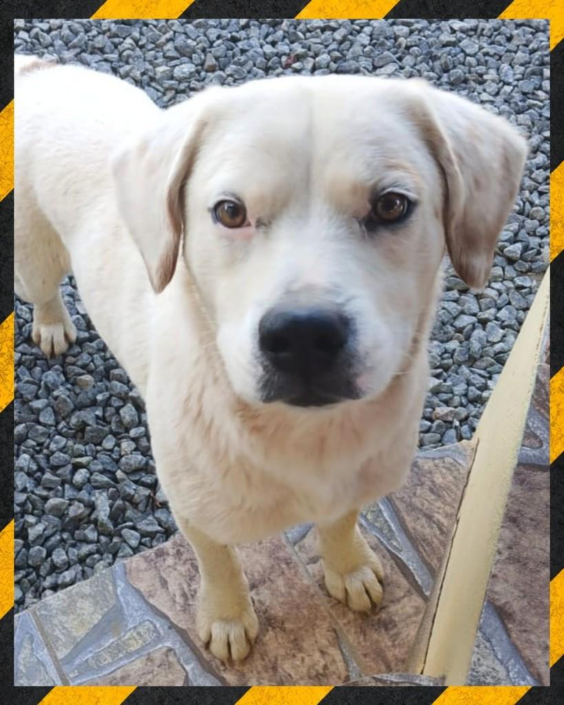 Branco, cachorro de porte médio para adoção em Joinville - SC