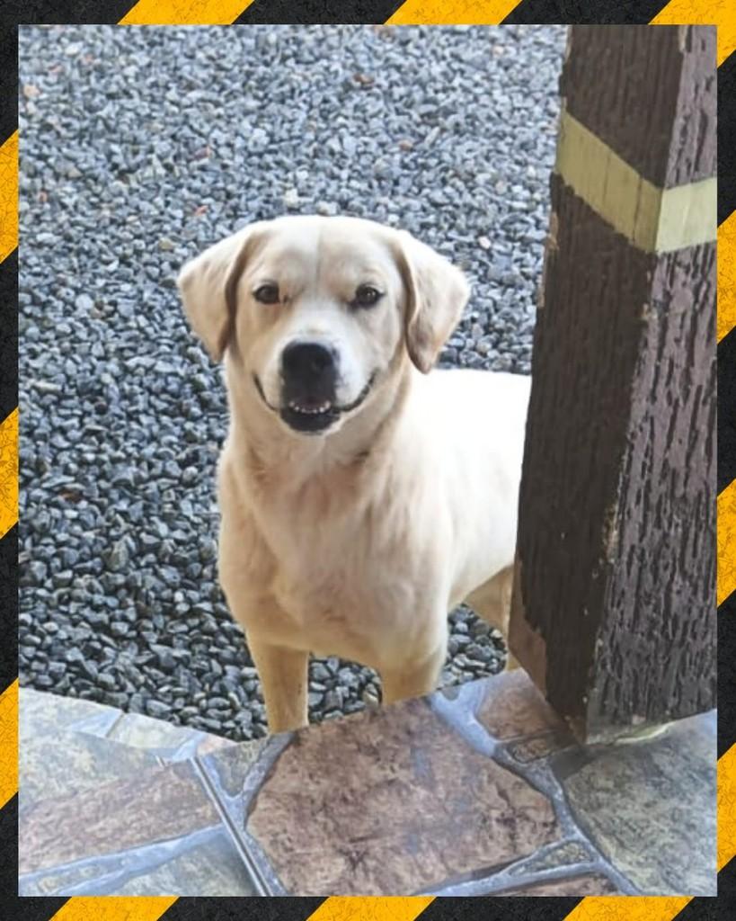 Branco, cachorro de porte médio para adoção em Joinville - SC — foto 2 de 2