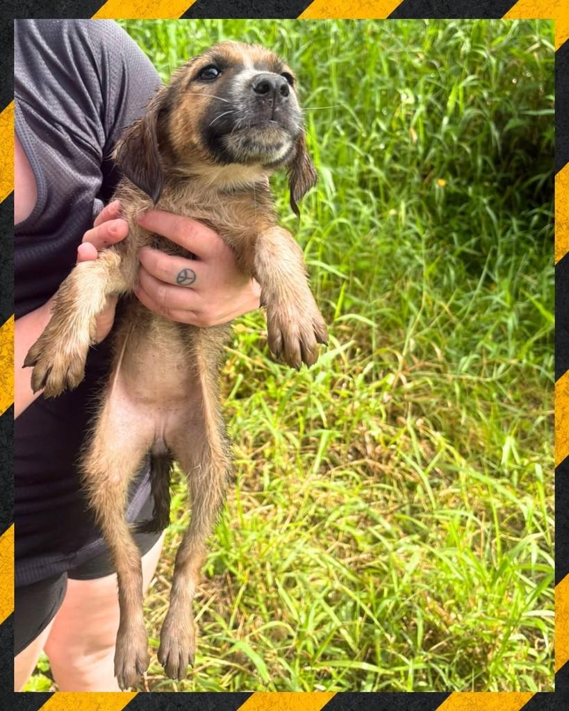 Jujuba, cadela de porte médio para adoção em Joinville - SC — foto 2 de 2