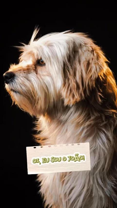 João, cachorro de porte médio para adoção em Belo Horizonte - MG