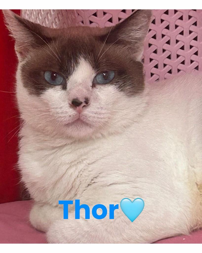 Thor, gato de porte médio para adoção em Santos - SP