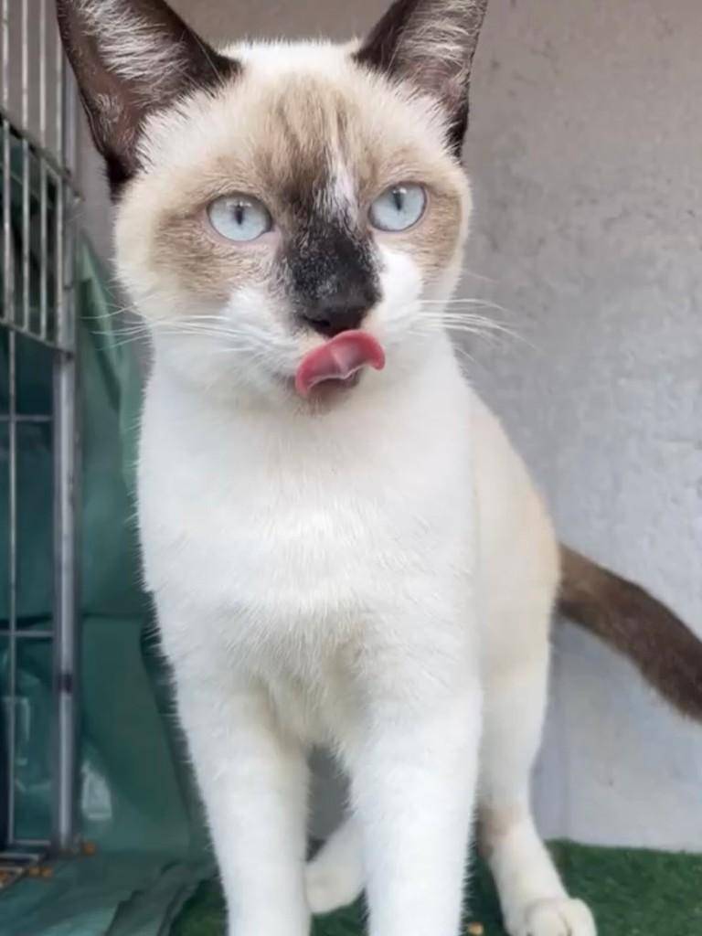 Lindão, gato de porte pequeno para adoção em Santos - SP