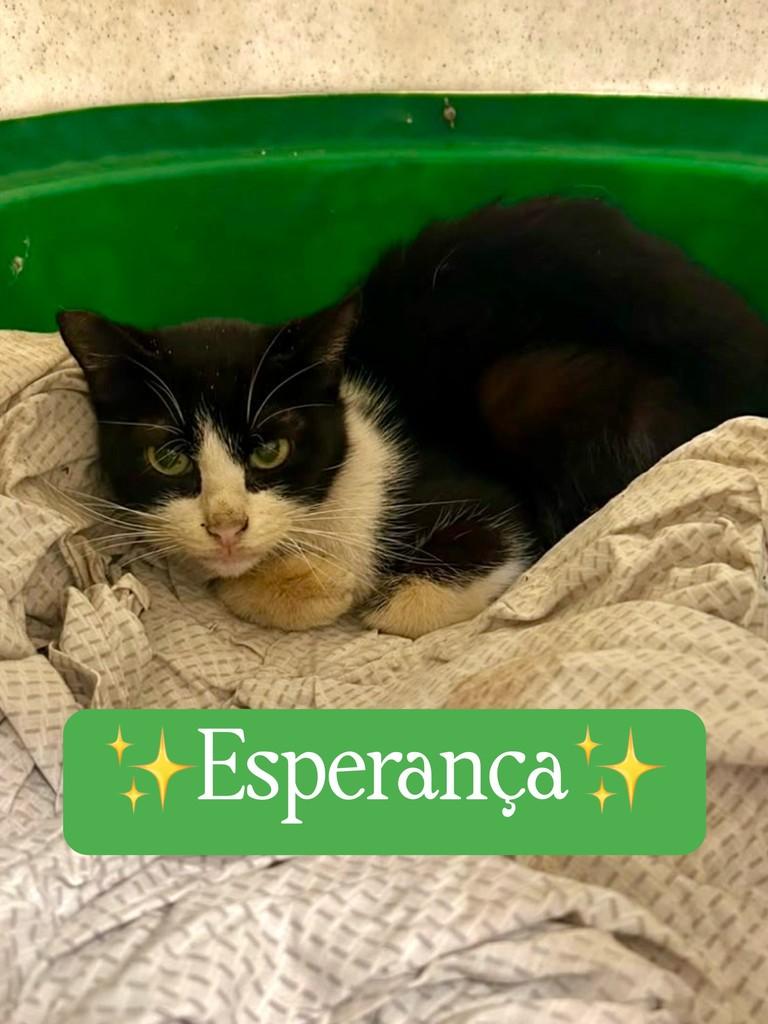 Esperança, gata de porte pequeno para adoção em Santos - SP