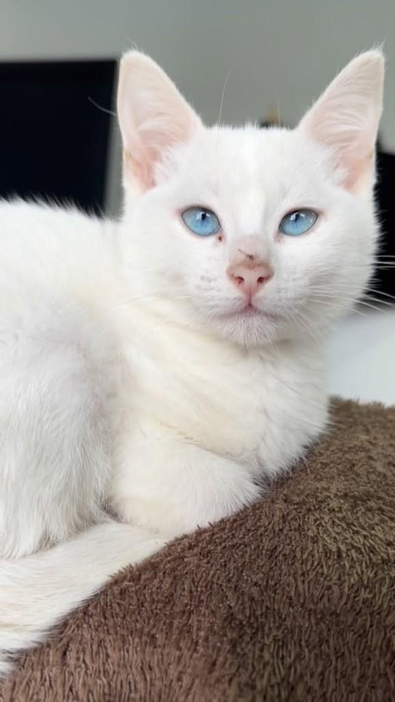 Jasmin, gato de porte pequeno para adoção em Caxias do Sul - RS