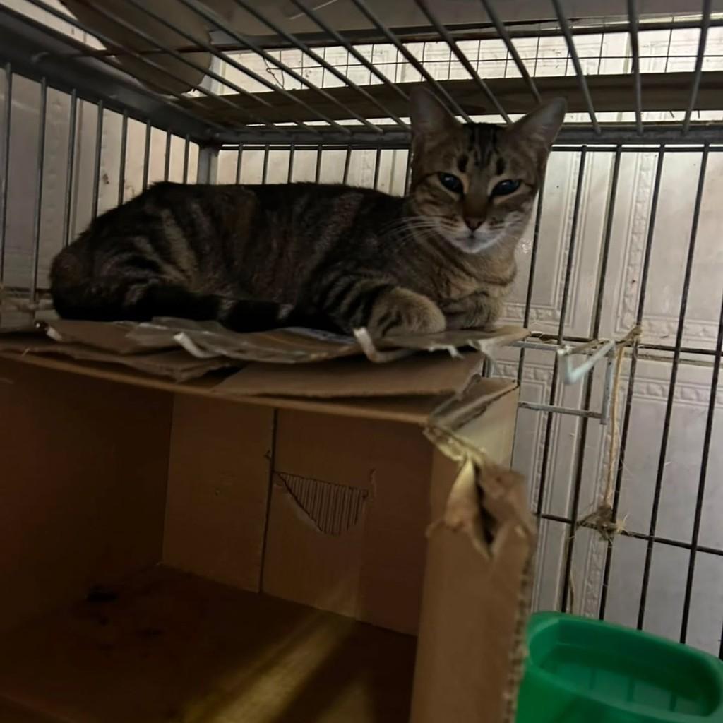 Joana, gata de porte pequeno para adoção em Caxias do Sul - RS