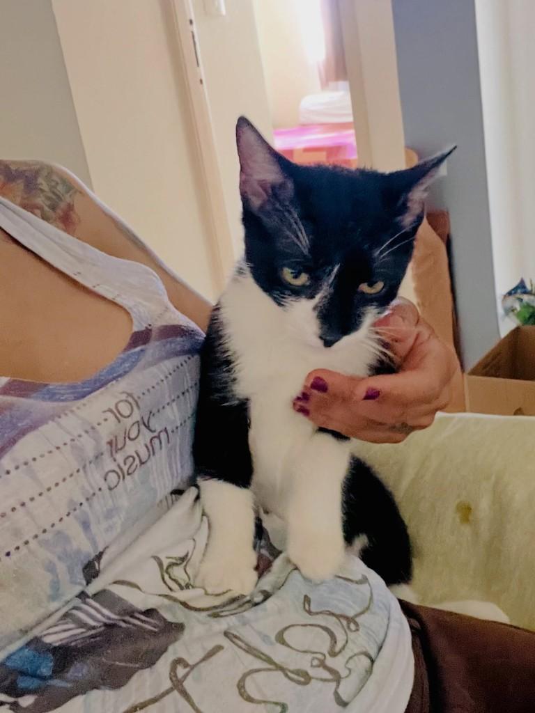 Léo, gato de porte pequeno para adoção em Aracaju - SE