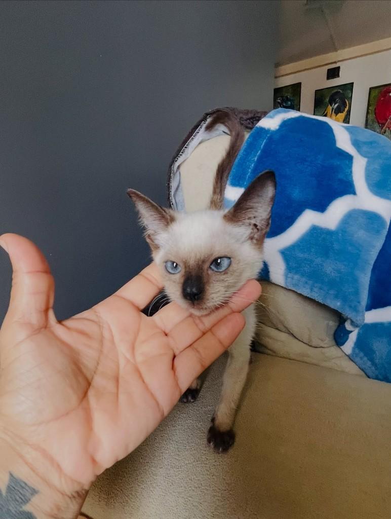 Mocinha, gato de porte pequeno para adoção em Aracaju - SE