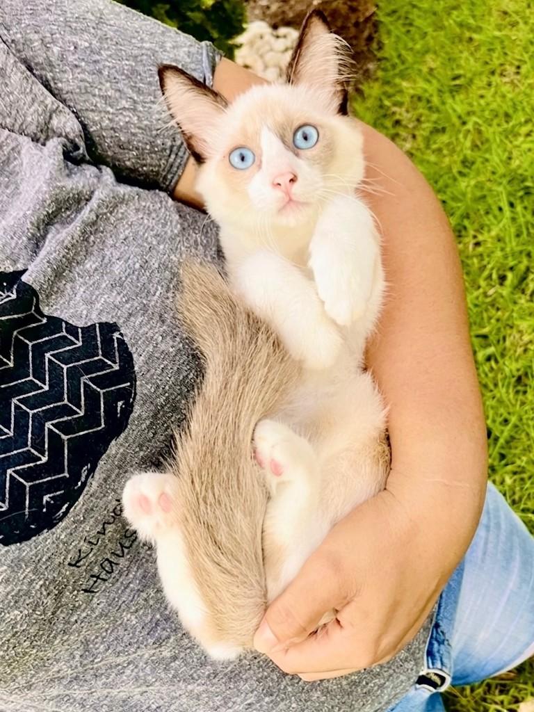 Rabo Peludo, gato para adoção em Aracaju - SE