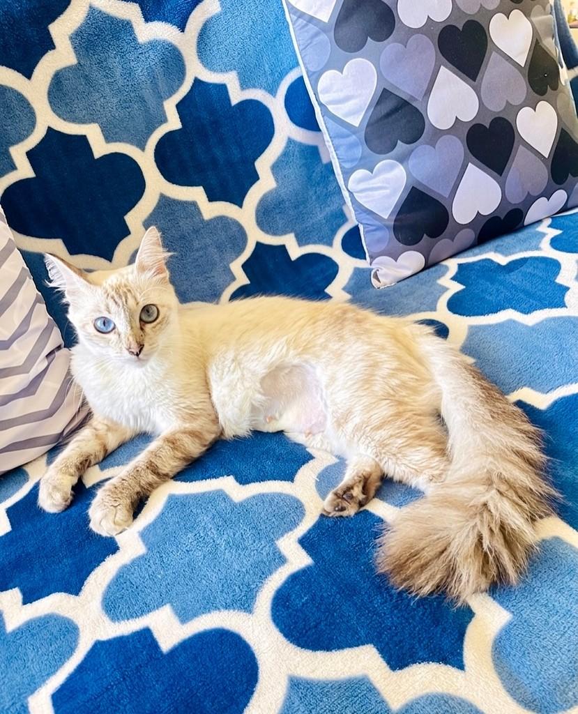 Amora, gata de porte pequeno para adoção em Aracaju - SE