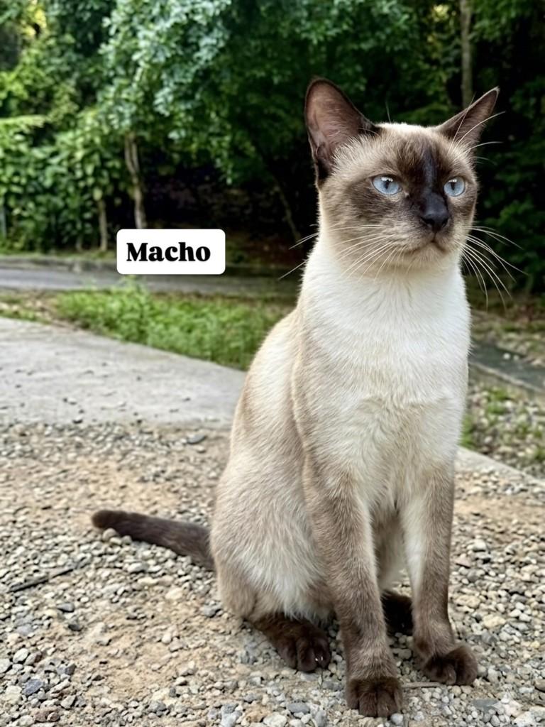 Pitoco, gato de porte pequeno para adoção em Aracaju - SE