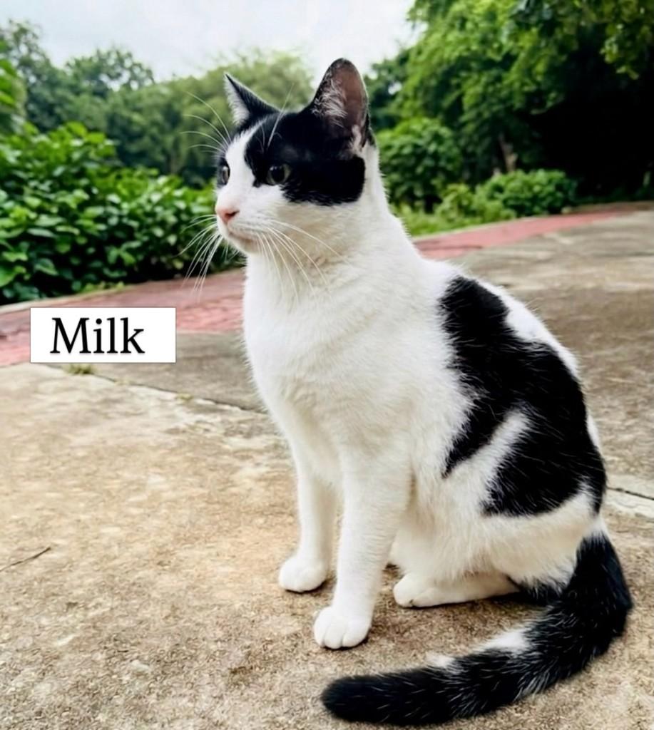 Milk, gato de porte médio para adoção em Aracaju - SE