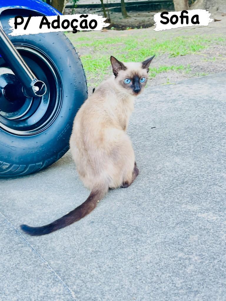 Sofia, gata de porte pequeno para adoção em Aracaju - SE