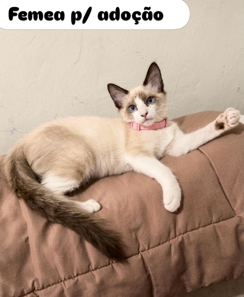 Analisa, gata de porte pequeno para adoção em Aracaju - SE