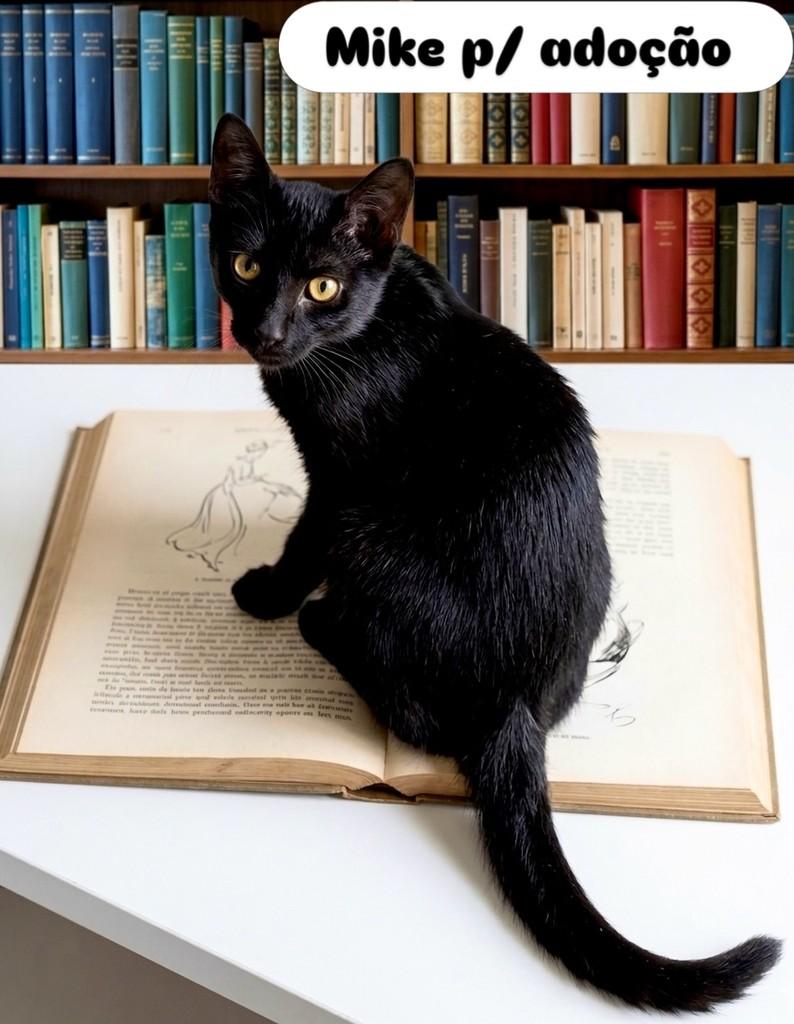 Mike, gato de porte pequeno para adoção em Aracaju - SE