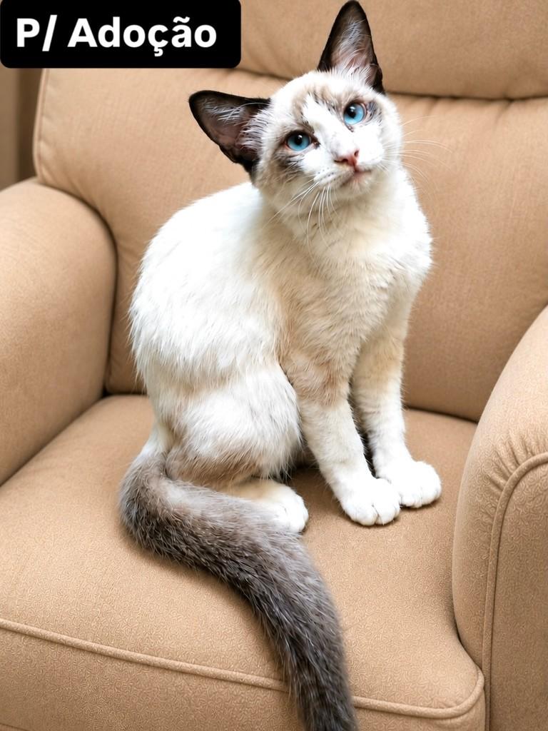 Peludinha, gata de porte pequeno para adoção em Aracaju - SE