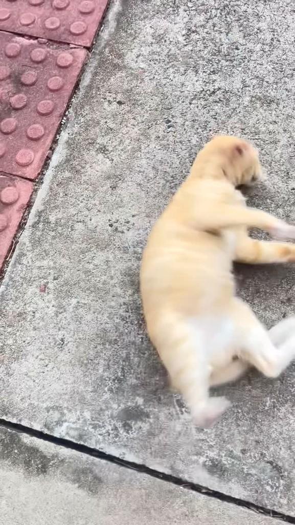 Galeguinho, gato de porte pequeno para adoção em Aracaju - SE