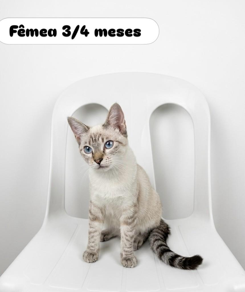 Bonequinha, gata de porte pequeno para adoção em Aracaju - SE